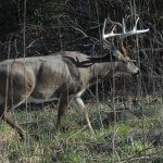 Deer May Move at Times Other Than When You’re Hunting or Hunters May Scare Your Deer