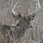 How to Hunt Pressured Deer