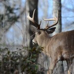 Finding the Transition Regions to Take Deer