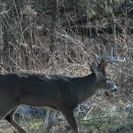 Hunt Scrapes and Watering Holes for Big Deer
