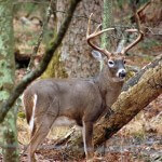 Where Deer Will Hide During Intense Pressure