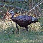 More of What Guide Doug Shipp Has Learned about Hunting Turkeys