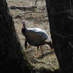 Spend 80% of Your Time Scouting for Turkeys