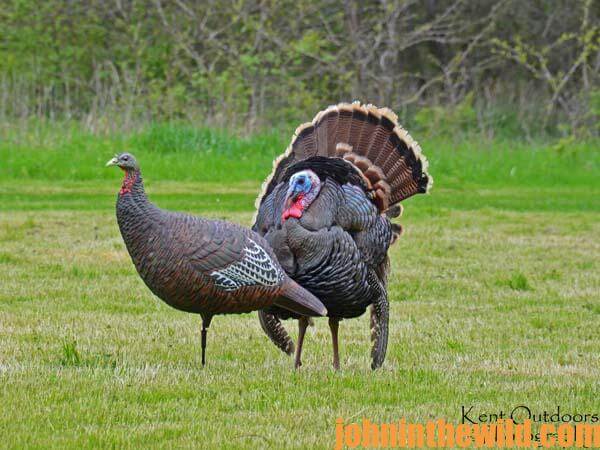 03 Guide and Hunt Rio Grande Gobblers with JJ Kent