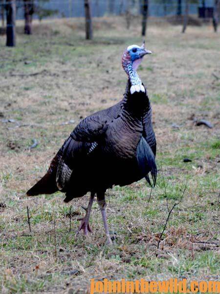 05 The Turkey That Taught Jerry Lambert the Most about Turkey Hunting