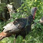 You Can Double Down On Turkeys and Crappie