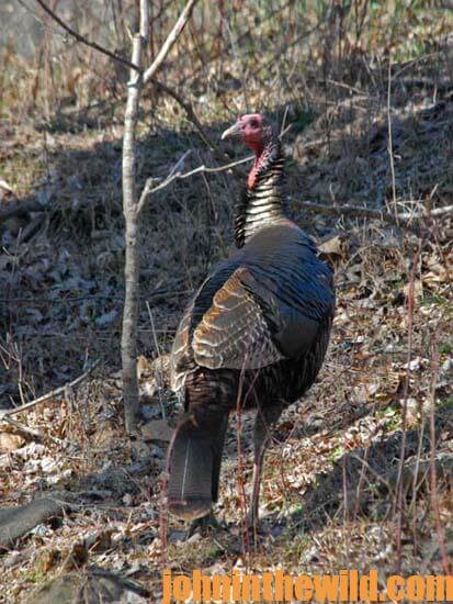 18 Gobble Very Little and Use These Suggestions for Taking Toms a