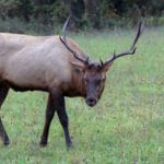 How to Hunt a Roosevelt Elk