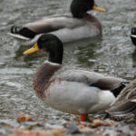 Hang-Over Ducks and Creek Quacks to Stalk