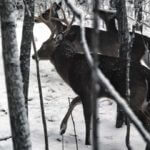 Which Tree Stand Is Best for Hunting Deer