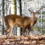 Where to Place Your Tree Stands to Hunt Deer – Feeding and Scraping Areas