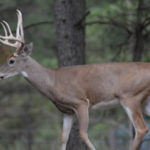 Secret #3 – Let Your Trail Cameras Do the Work for You When Hunting Deer