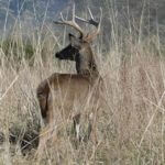 Why Feast on Doe Deer and Why Set-Up No Hunt Deer Zones