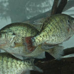 How to Find the Best Crappie Guides
