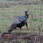 A Tough Turkey Named Rastus with Phillip Vanderpool