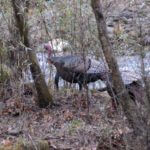 Daniel Thompson Has Learned about Turkeys from Hunting with Different Guides