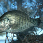 Fishing for Crappie with Knitting Thread