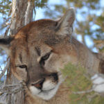 Why I Shoot Pictures of Mountain Lions with Lynn Worwood