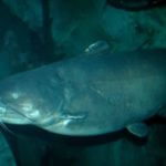 Why Tony Adams Uses Big Baits to Catch Big Catfish