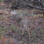 How to Hunt Deer During Gun Season