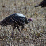 David Hale on Understanding the Five Phases of Spring Turkey Hunting