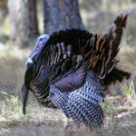 How to Hunt Big Eastern Missouri and Michigan Turkeys