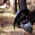 Becoming of a Turkey Hunter