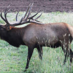 Realize the Importance of Train to Hunt Competitions for Learning How to Take Elk with Brian Mosley