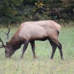 Learn from Your Elk Hunts with Brian Mosley