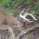 Understanding Why Many Deer Hunters Choose Kansas for Bowhunting