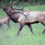 Why Horseback Hunt Elk