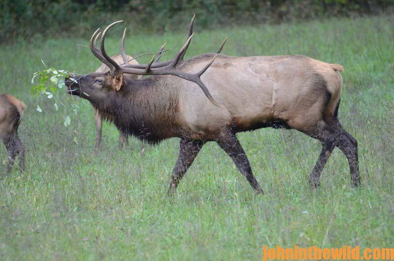 Cow Calf Bull Elk Calls ~ NEW 