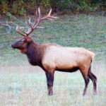 Bowhunting Elk with Steve Byers’ Broken Y System
