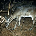How to Prepare a Hit List and a Protect List of Your Property’s Deer