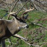 How to Plant More Productive Green Fields for Deer