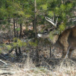 Harvest Buck Deer in the Pines