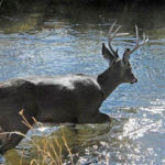 Hunt Buck Deer Where No One Wants to Hunt