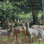 How Alabama and Other States Have Implemented Regulations to Stop Chronic Wasting Disease (CWD)
