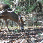 What Are Thermals and How Do They Impact Deer Hunting
