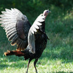Hunt a Gobbler on a Windy Day with Ernie Calandrelli
