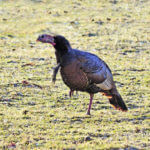 What Equipment Steve Grace Prefers for Public-Land Turkey Hunting