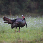 Know What to Do when a Turkey Has You with Ernie Calandrelli