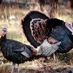 How, When and Where To Take Public Land Turkeys with Matt Morrett