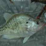 Set Out Fish Attractors to Catch More Crappie