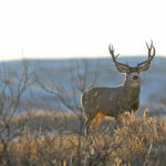 The Mule Deer Foundation’s Purposes and Plans and Its M.U.L.E.Y. Program