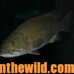 Smallmouths on Lakes at Night in Hot Weather