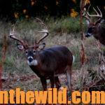 Taking Blackpowder Buck Deer Day 3: Thick Cover – Where Blackpowder Hunters Find Trophy Deer