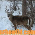 Short-Cuts to Bowhunting Deer Success Day 2: Consider the Weather When Hunting Deer