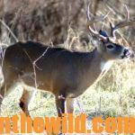 Short-Cuts to Bowhunting Deer Success Day 4: Use or Don’t Use a Portable Tree Stand Hunting Deer and Beat the Crowds