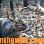 How to Hunt Swamp Deer Day 2: Understanding the Ingredients Needed to Take Swamp Deer